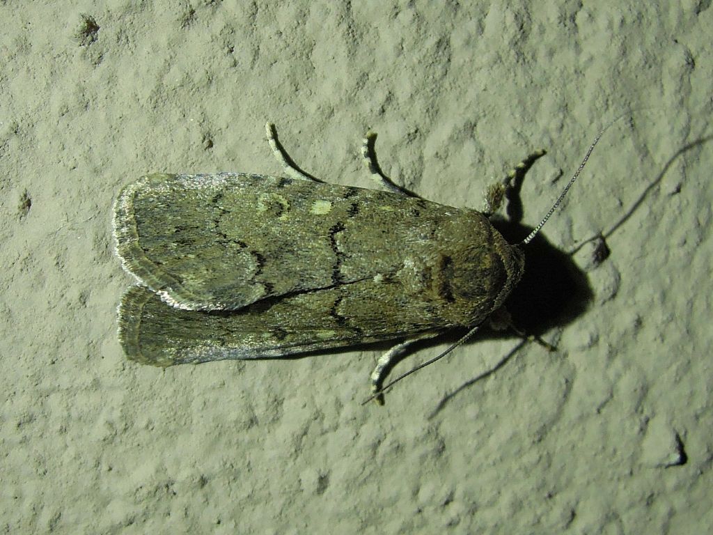 qualche Noctuidae